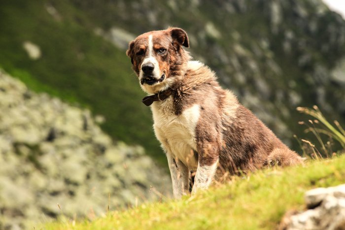 dog hiking safety tips