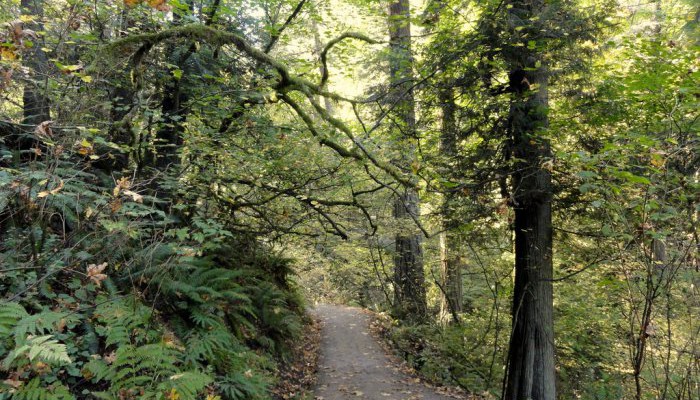 10 Haunted Hiking Trails in Oregon