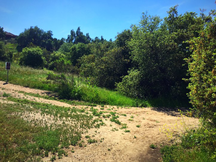 Fork in trail