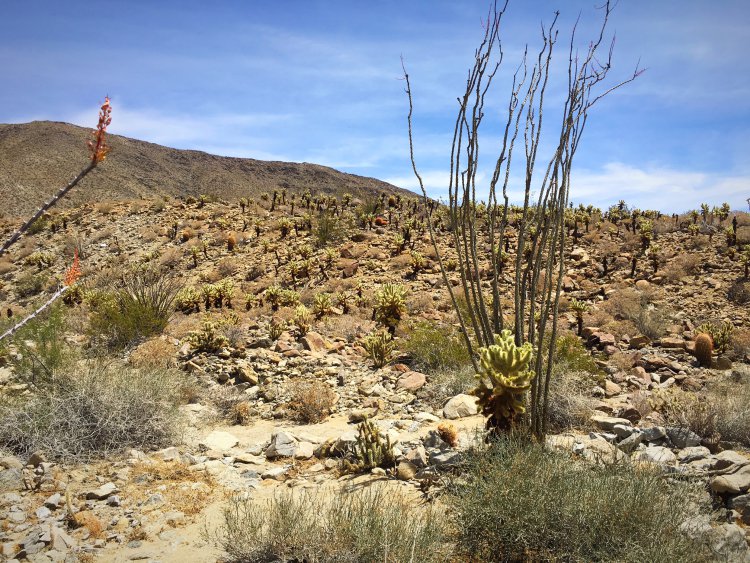 cactus loop trail