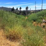 Azalea Glen Loop Trail | San Diego, CA