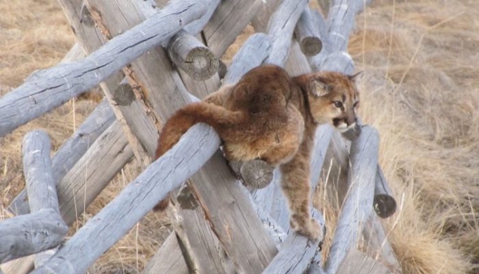 10 Tips for Mountain Lion Safety While Hiking