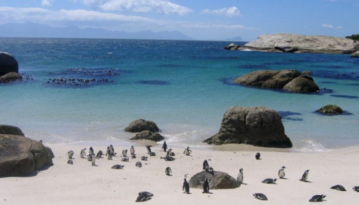 6 Beaches Where You Can Soak Up the Sun with Wildlife