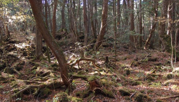 10 Haunted Forests You’d Never Want to Hike in